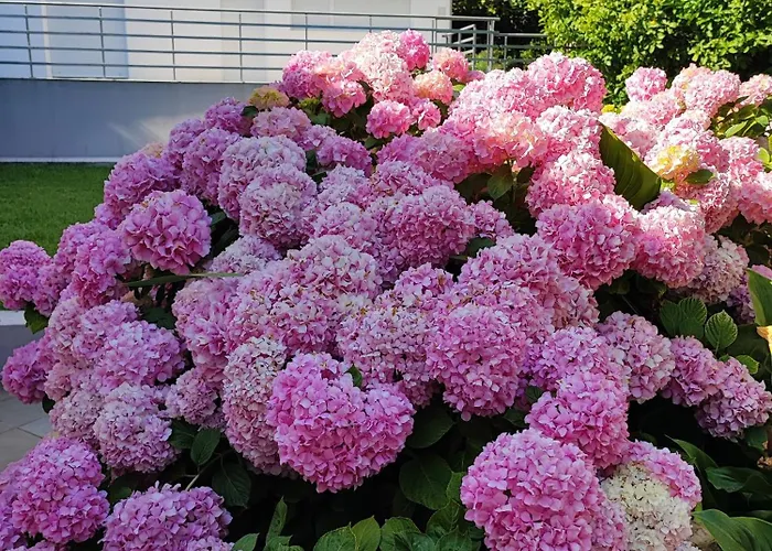 Apartman Soric Trogir