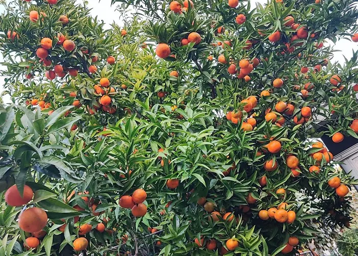 Soric Apartman Trogir